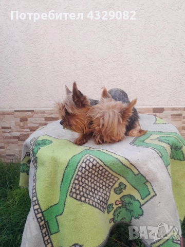 Продавам мини йоркита , снимка 2 - Йоркширски териер - 52504136