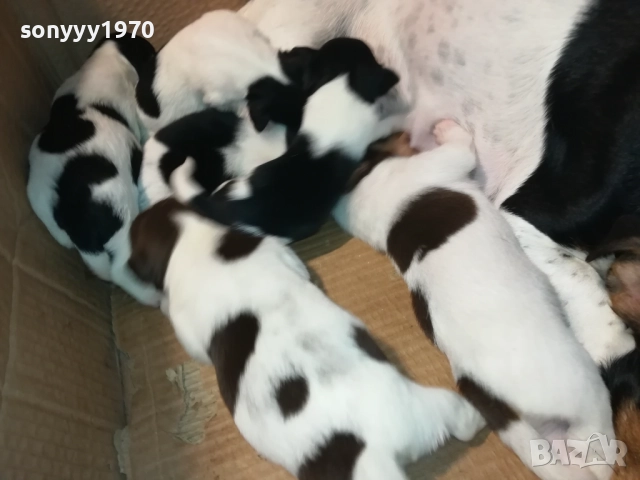 ДЖАК-СЛАДКИ БЕБЕТА 2508250707, снимка 13 - Джак ръсел териер - 51479040