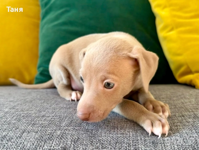 Малки италиански хрътки ( Останаха само 2)