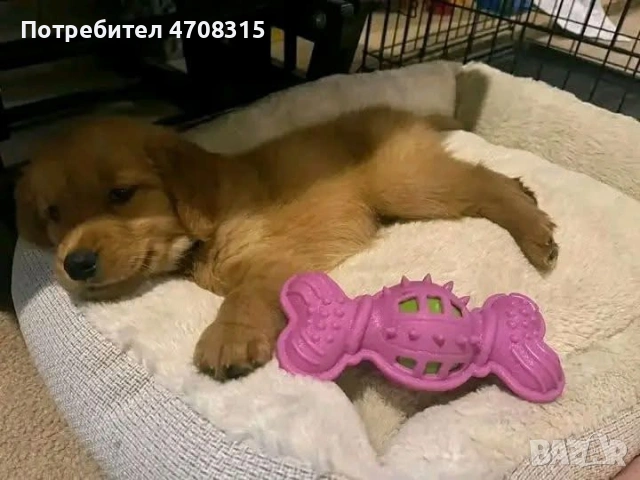 Голдън ретривър момче  родословен баща, снимка 2 - Голдън ретривър - 53300412