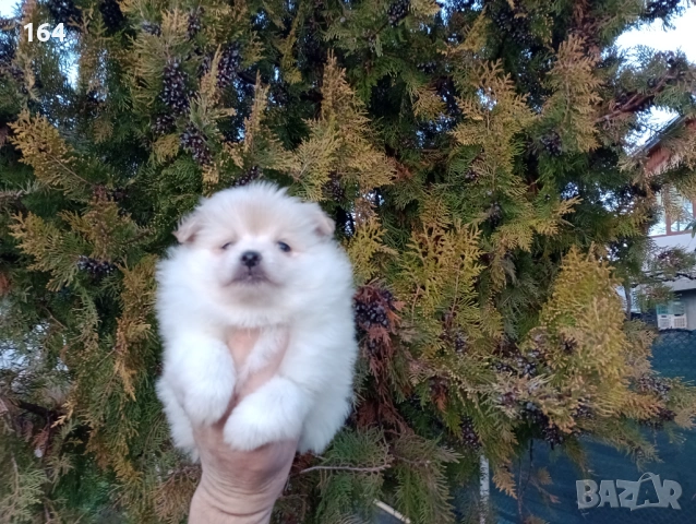 Женски Померан., снимка 5 - Померан - 53485725