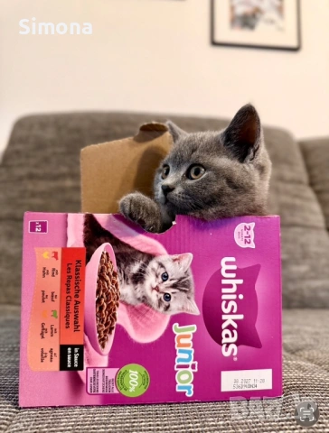 Британска късокосместа котка - мъжка, снимка 2 - Британска късокосместа - 53032874