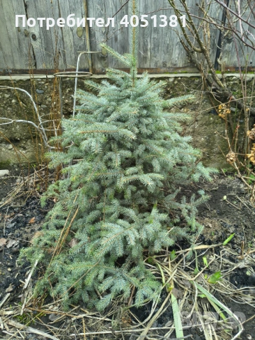 Сребрист смърч (Picea pungens), снимка 2 - Градински цветя и растения - 53503721