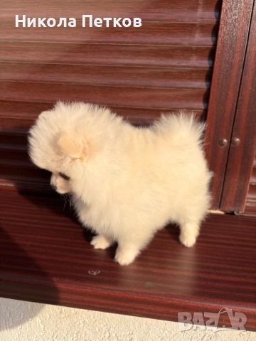 Померан , снимка 3 - Померан - 52839367