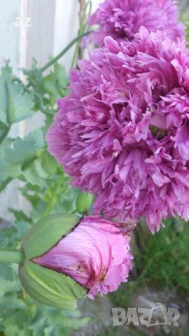 Градински мак