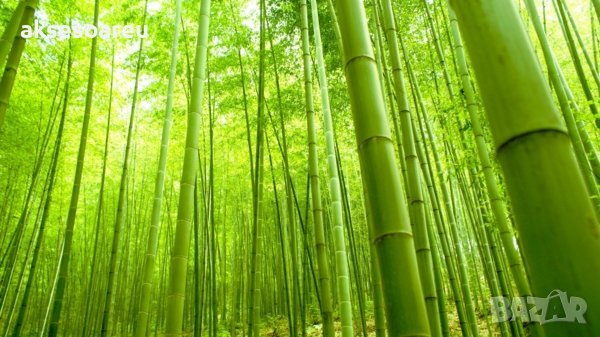 Висококачествени Семена бамбук Moso Bambo градински сертифицирани декоративни растения за дома и дво, снимка 17 - Градински цветя и растения - 38062874