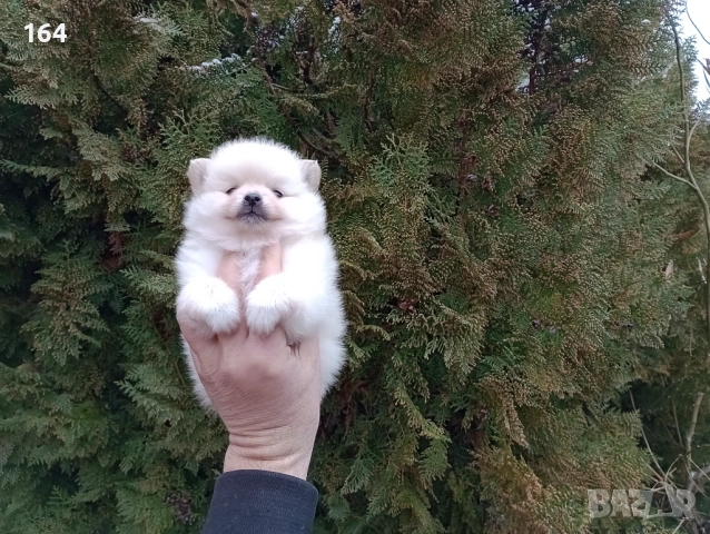 Померанчета. Момичета., снимка 3 - Померан - 53426538