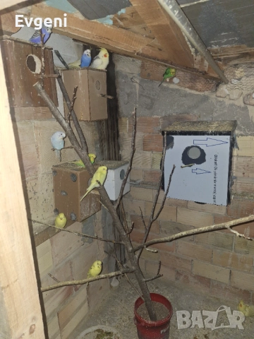 Вълнисти папагали , снимка 4 - Папагали - 51473102