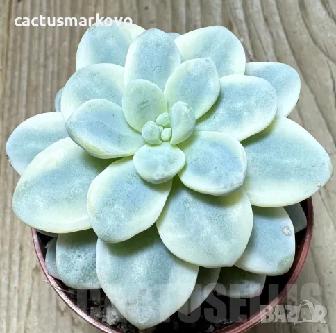 Sedum clavatum f.variegata, снимка 2 - Стайни растения - 48125384