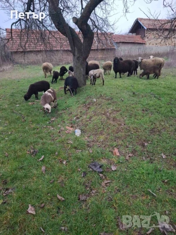 Продавам овце и агнета , снимка 3 - Овце - 53060848