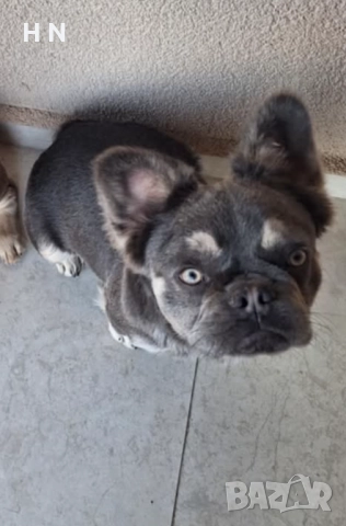Флъфи Френски булдог 1 година, снимка 2 - Френски булдог - 52788793