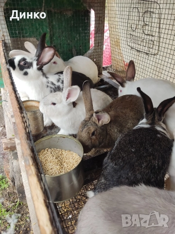 Продавам зайци , снимка 2 - Други - 52654279