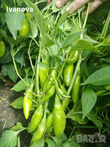 Предлагам всички видове разсад  , снимка 1