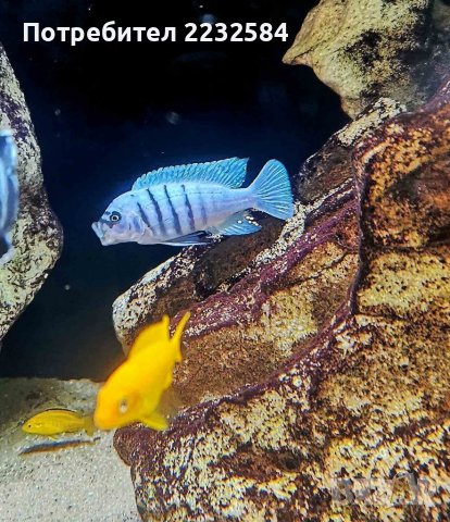Рибки Африкански цихлиди , снимка 2 - Рибки - 39877045