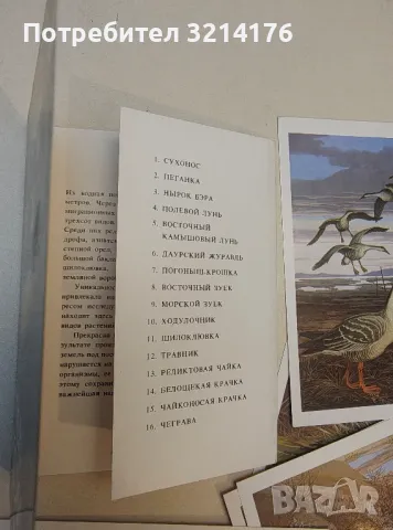 Птицы России. Забайкалье, выпуск 4. 16 открыток, снимка 3 - Специализирана литература - 50178020