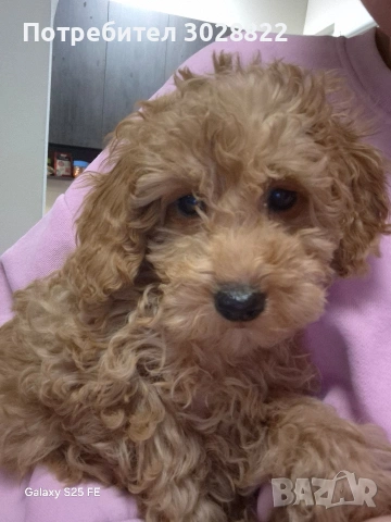 Той Пуделчета чистокръвни, снимка 2 - Пудели - 53196317