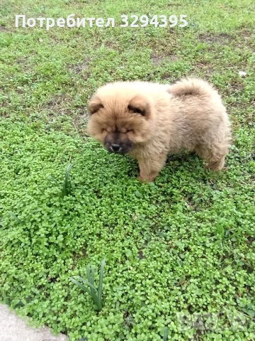 чау чау, снимка 1