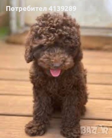 Пудел мини , снимка 6 - Пудели - 52755014