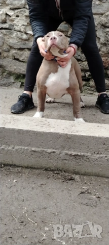 Американско були хл American bully XL, снимка 9 - Други - 51978331