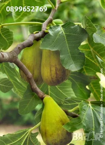 Смокиня Далмантинска, снимка 2 - Разсади - 48055695