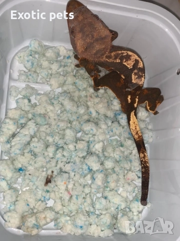 Ресничест гекон, бананояден гекон, Rhacodactylus ciliatus, , снимка 5 - Гекон - 52913787