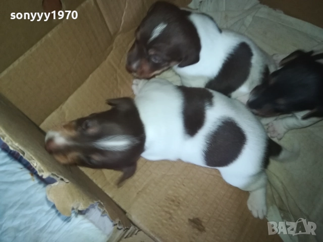 ПРОДАВАМЕ КУТРЕТА-ДЖАК РЪСЕЛ 250ЛВ ЗА 1БР 0309250738, снимка 11 - Джак ръсел териер - 51587007