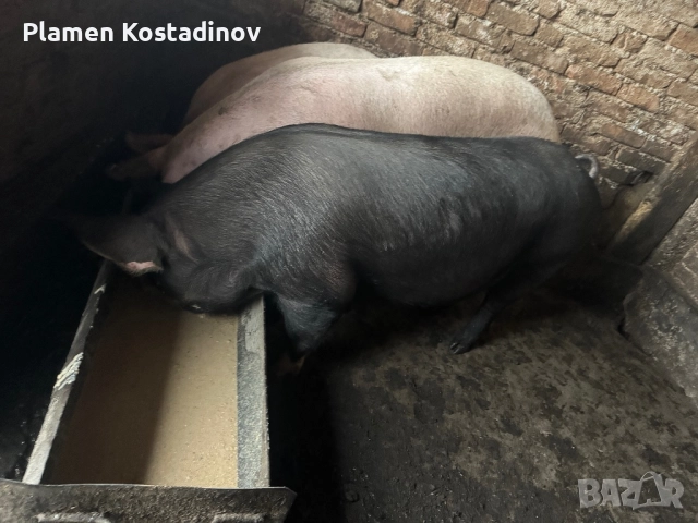 Прасета за клане, снимка 6 - Прасета - 51993295