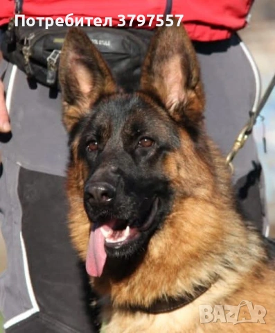 Развъдник за Немско Овчарко Куче von Haus Evelin , снимка 2 - Немска овчарка - 46421572