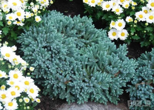 Juniperus sq. Blue Star(Юниперус Синя звезда), снимка 3 - Градински цветя и растения - 43365411