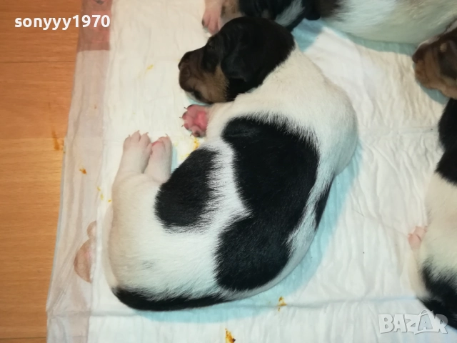 ДЖАК РЪСЕЛ БЕБЕТА-УНИКАЛНИ СЛАДУРИ 250ЛВ ЗА ЕДНО, снимка 12 - Джак ръсел териер - 51548158