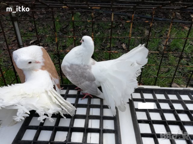  ФЕНЕРЛИИ 60 лв., снимка 10 - Гълъби - 24470593