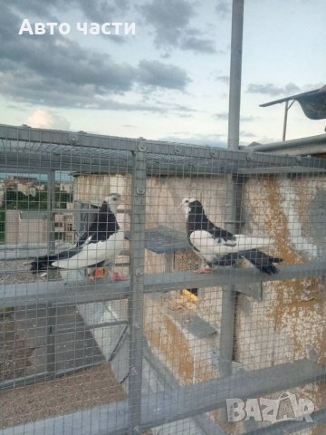 Пазарджишки високо летачи, снимка 12 - Гълъби - 37544259