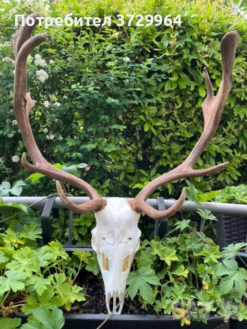 Трофей Елен лопатар, снимка 3 - Други - 50464297