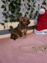 Чихуахуа мъжки , снимка 2