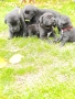 Кане Корсо кученца, снимка 6
