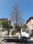 Услуги с автовишка рязане и кастрене на опасни дървета , снимка 2