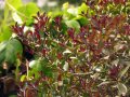 Османтус - osmanthus purpureus, снимка 1 - Градински цветя и растения - 32774267