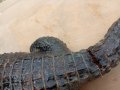 Крокодил препариран, снимка 4
