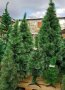 Коледни Елхи в различни размери от 9лв 12лв, 27лв Гъсти, кичести, реха, снимка 4