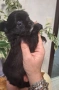 Чихуахуа , снимка 4