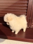 Померан , снимка 3