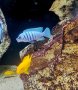 Рибки Африкански цихлиди , снимка 2