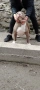 Американско були хл American bully XL, снимка 9