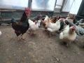 Продавам 31 броя кокошки, снимка 3