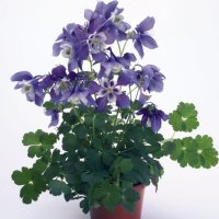 Aquilegia Spring Magic (Аквилегиа Пролетна магия), снимка 1 - Градински цветя и растения - 43745822