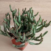 Euphorbia debilispina, снимка 2 - Стайни растения - 42983531