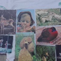 картички животни, снимка 2 - Колекции - 27601897