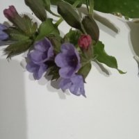 Семена на цвете лилаво розова горска иглика, снимка 1 - Градински цветя и растения - 43239487