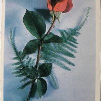 Картички рози, снимка 5 - Филателия - 28915077