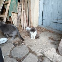 Малки котенца търсят дом, снимка 2 - Други - 42533055